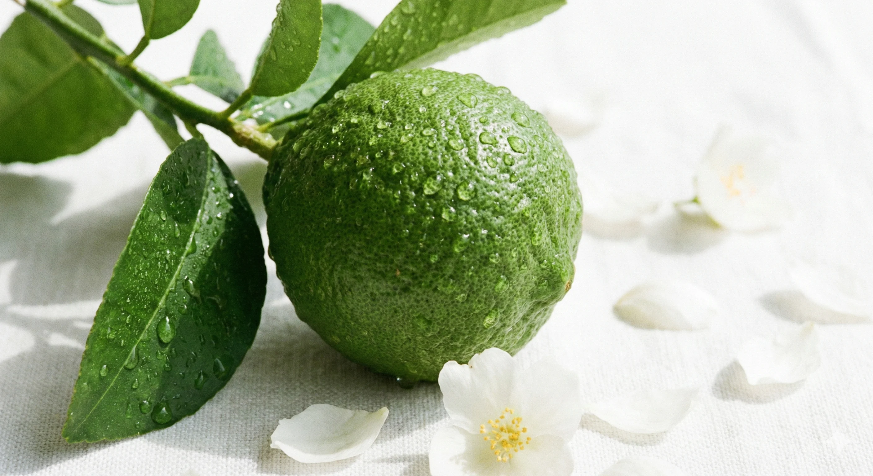 Ingredientes frescos de primavera
